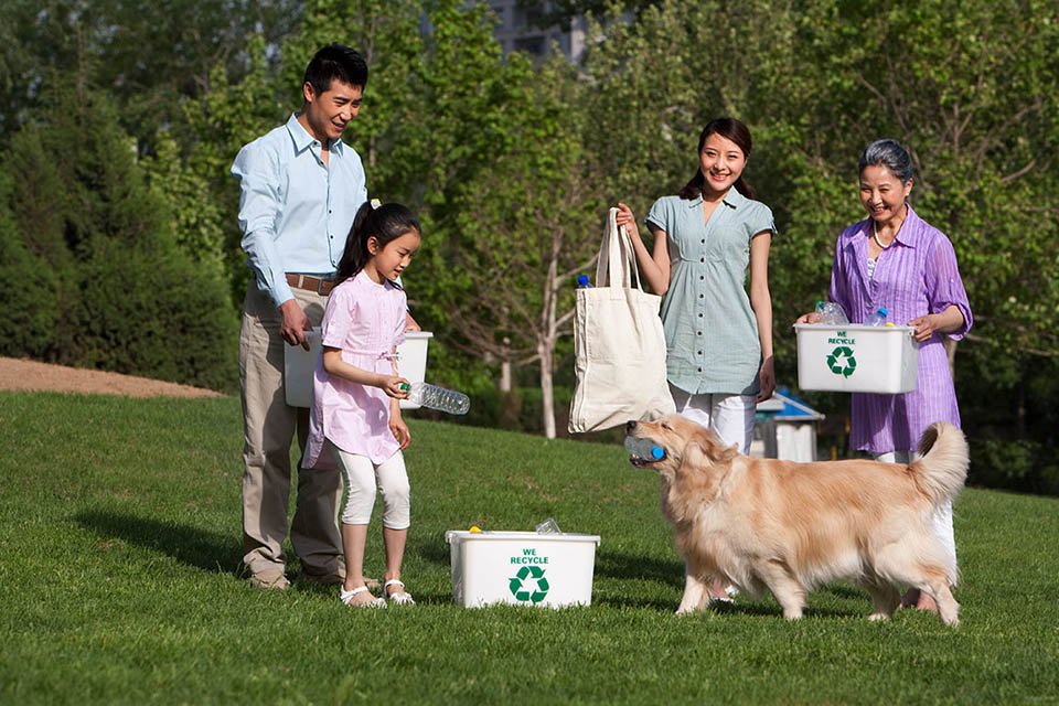 Dog Feeding
